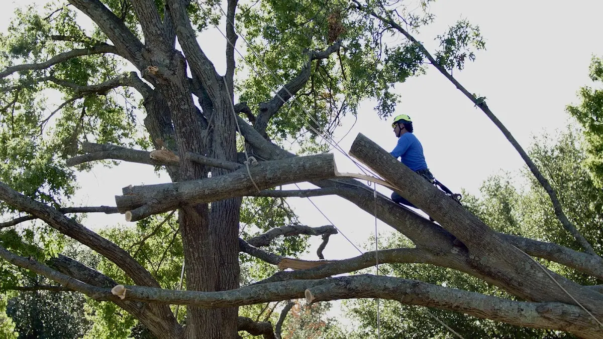 Professional Hazardous Tree Removal performed by certified arborists in South Yarmouth